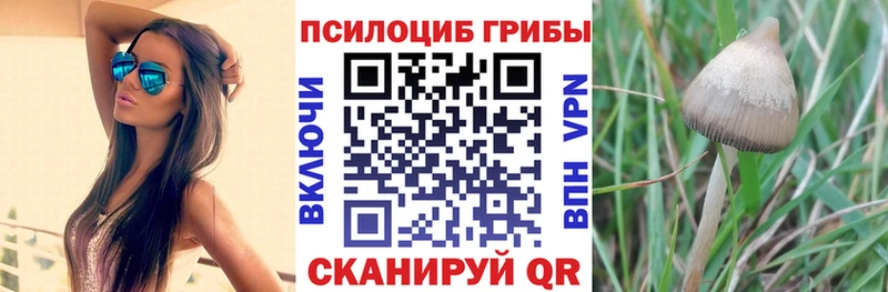 Купить  Харабали  Псилоцибиновые грибы Psilocybine cubensis 